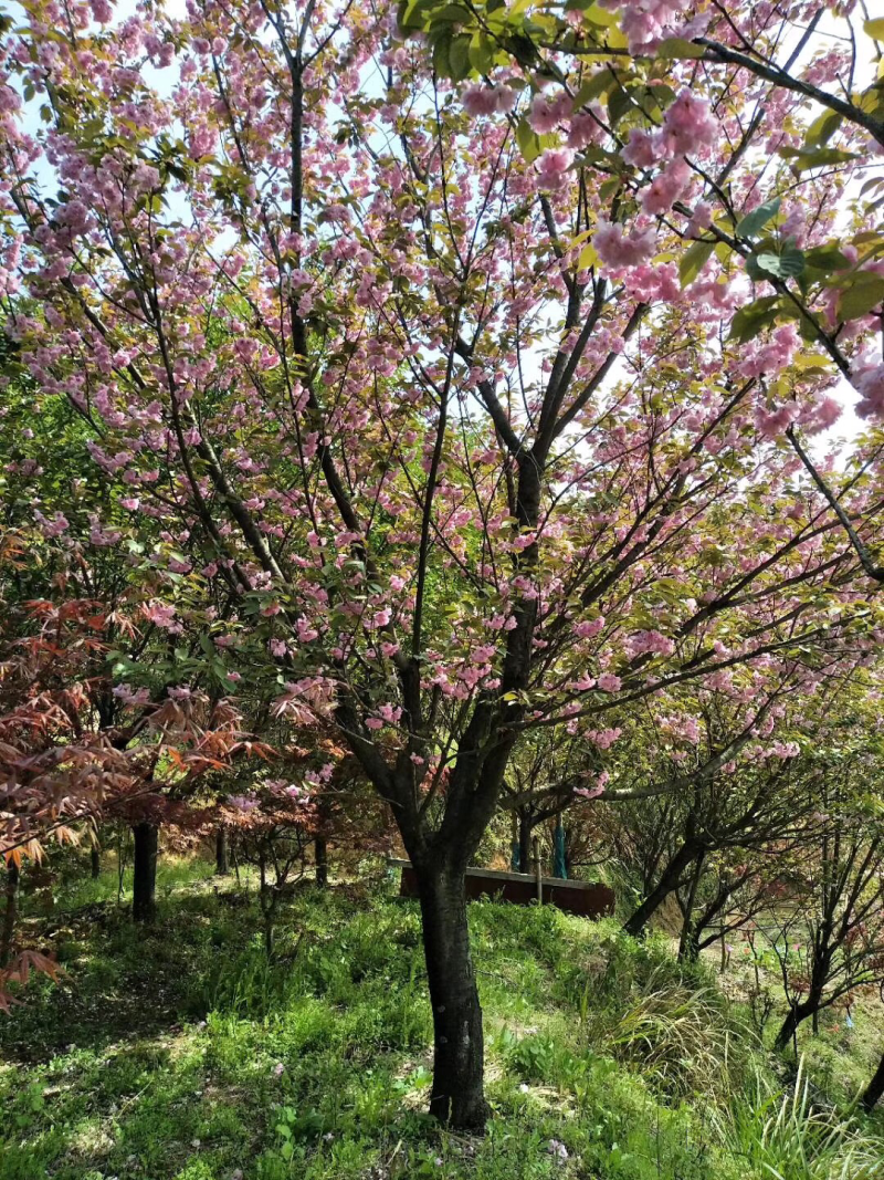 日本樱花。红枫。雨毛枫海棠。白玉兰广玉兰等全部批发零售