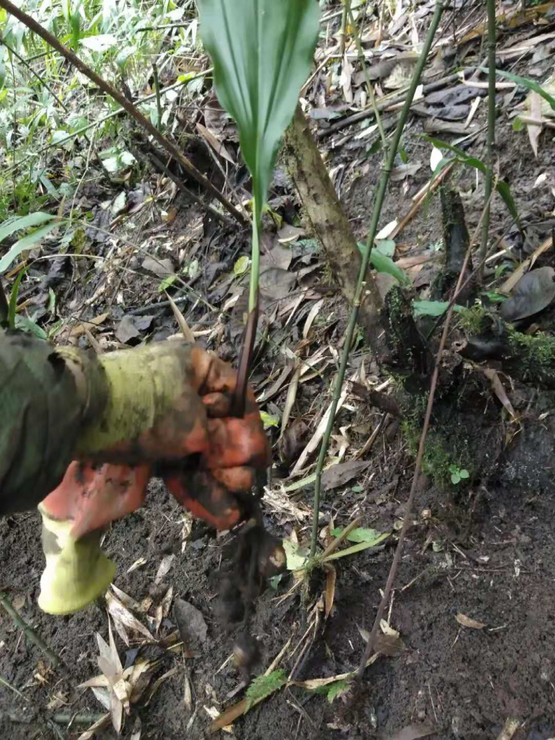 毛慈菇种苗