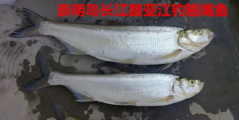 上海崇明岛野生长江翘嘴鱼大小都有