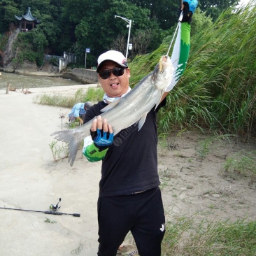 上海崇明岛野生长江翘嘴鱼大小都有