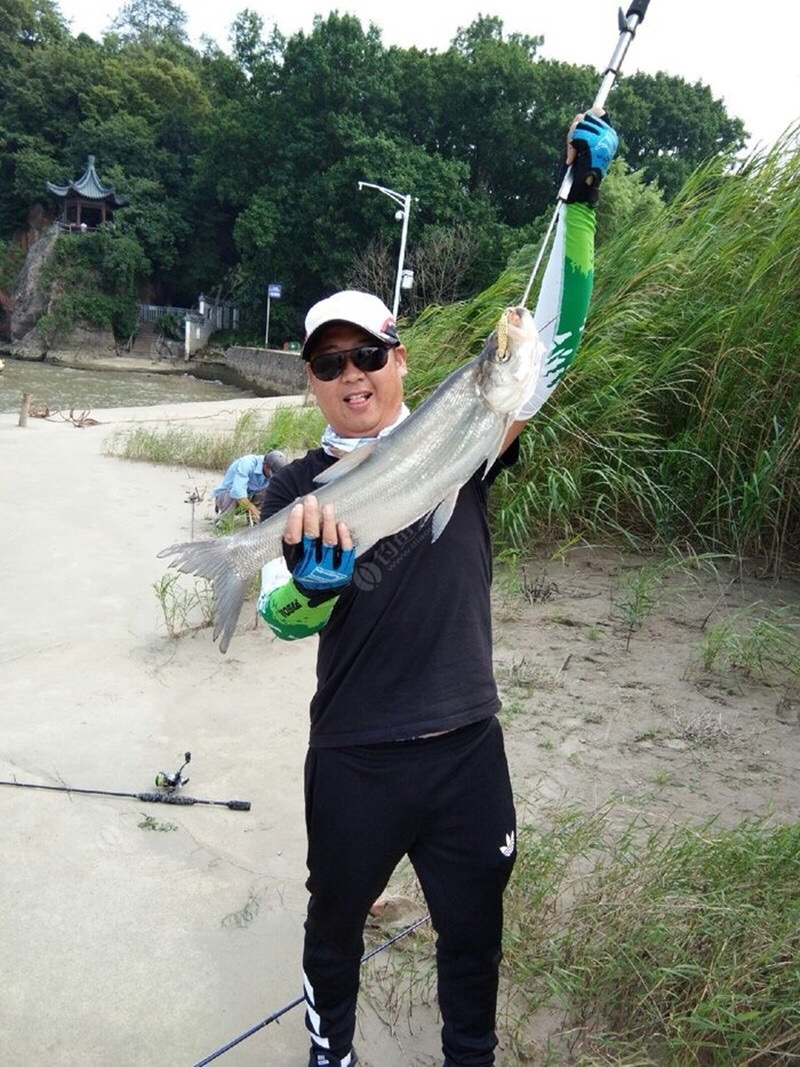 上海崇明岛野生长江翘嘴鱼大小都有