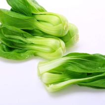 山东本地常年供应精品小油菜/物美价廉/诚信经营/量大价优