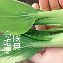 山东本地常年供应精品小油菜/物美价廉/诚信经营/量大价优