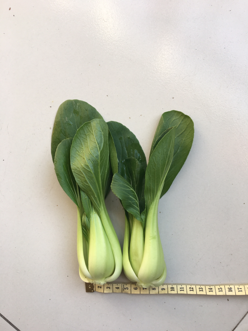 山东本地常年供应精品小油菜/物美价廉/诚信经营/量大价优