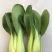 山东本地常年供应精品小油菜/物美价廉/诚信经营/量大价优