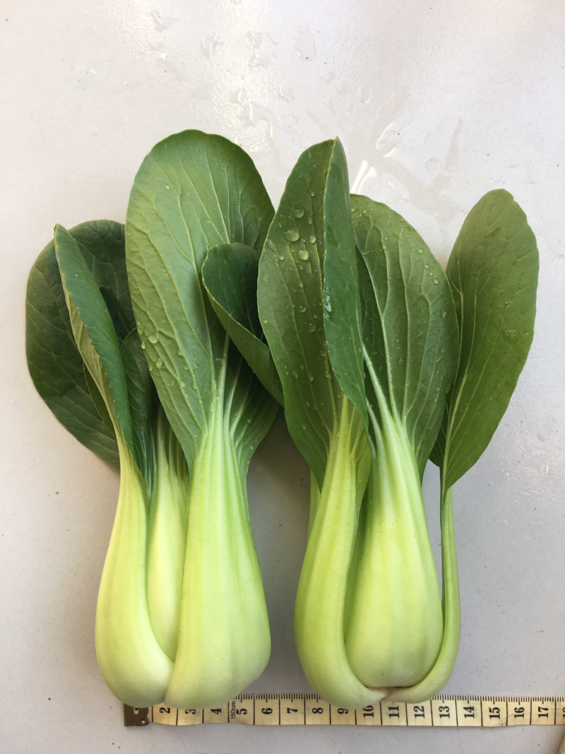 山东本地常年供应精品小油菜/物美价廉/诚信经营/量大价优