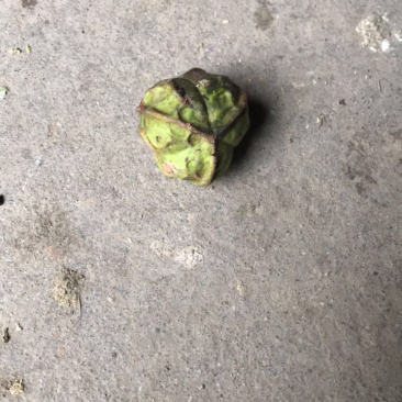 油桐籽湿货