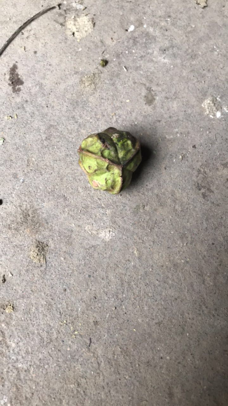 油桐籽湿货