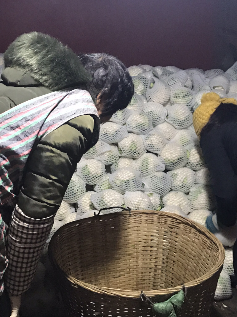 花椰菜，圆包菜，西兰花，莴笋，香菜等等.........