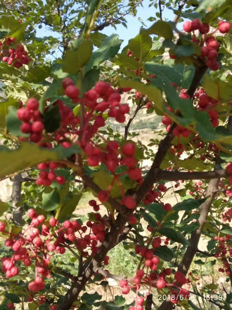 【推荐】花椒大红袍花椒富平梅花椒产地发货，长期供应