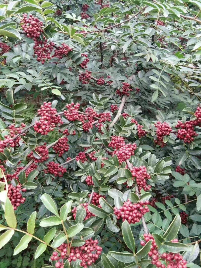【推荐】花椒大红袍花椒富平梅花椒产地发货，长期供应