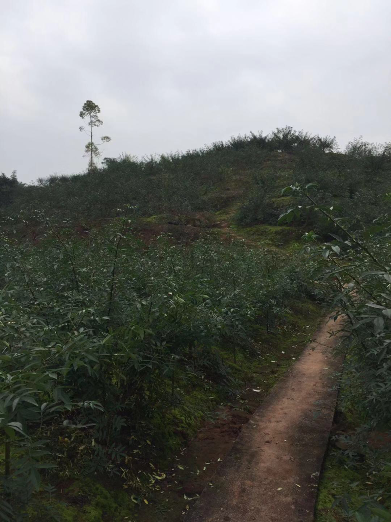【推荐】花椒大红袍花椒富平梅花椒产地发货，长期供应