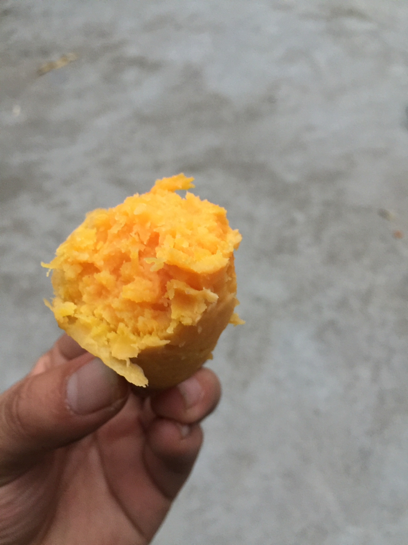 山地瓜