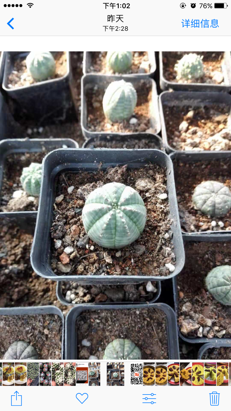 仙人球杜威丸布纹球嘉纹丸明日香姬