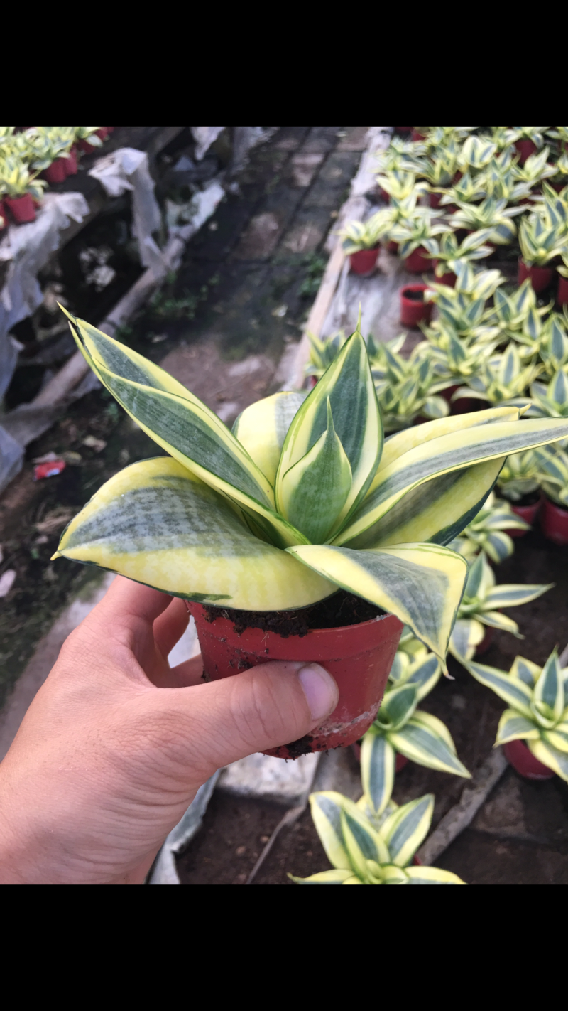 美叶哈尼虎皮兰