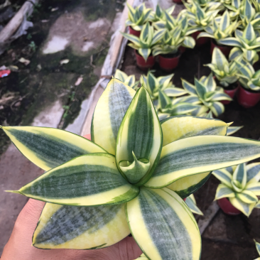美叶哈尼虎皮兰