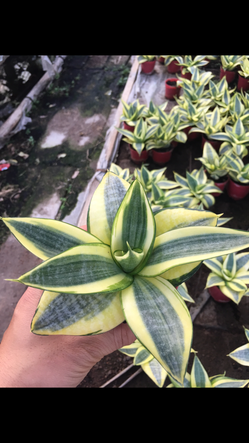 美叶哈尼虎皮兰