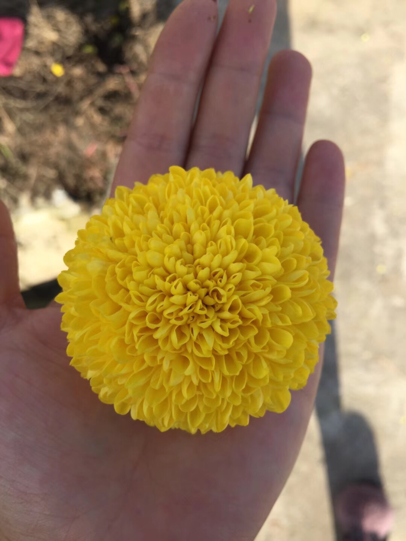金丝黄菊，乒乓球菊，欢迎采购