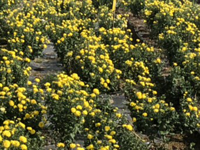 金丝黄菊，乒乓球菊，欢迎采购