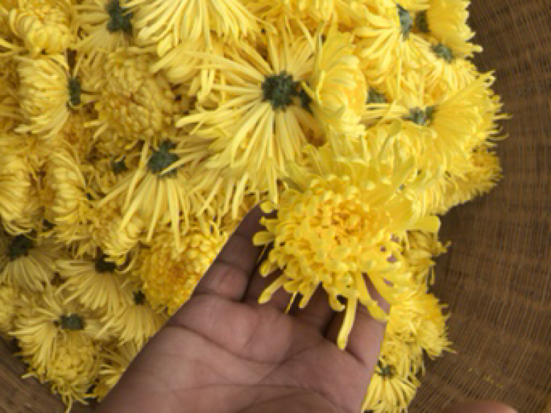 金丝黄菊，乒乓球菊，欢迎采购