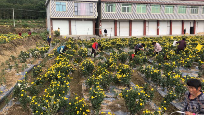 金丝黄菊，乒乓球菊，欢迎采购
