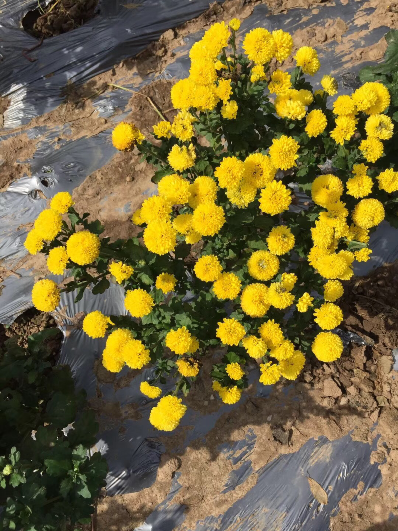 金丝黄菊，乒乓球菊，欢迎采购