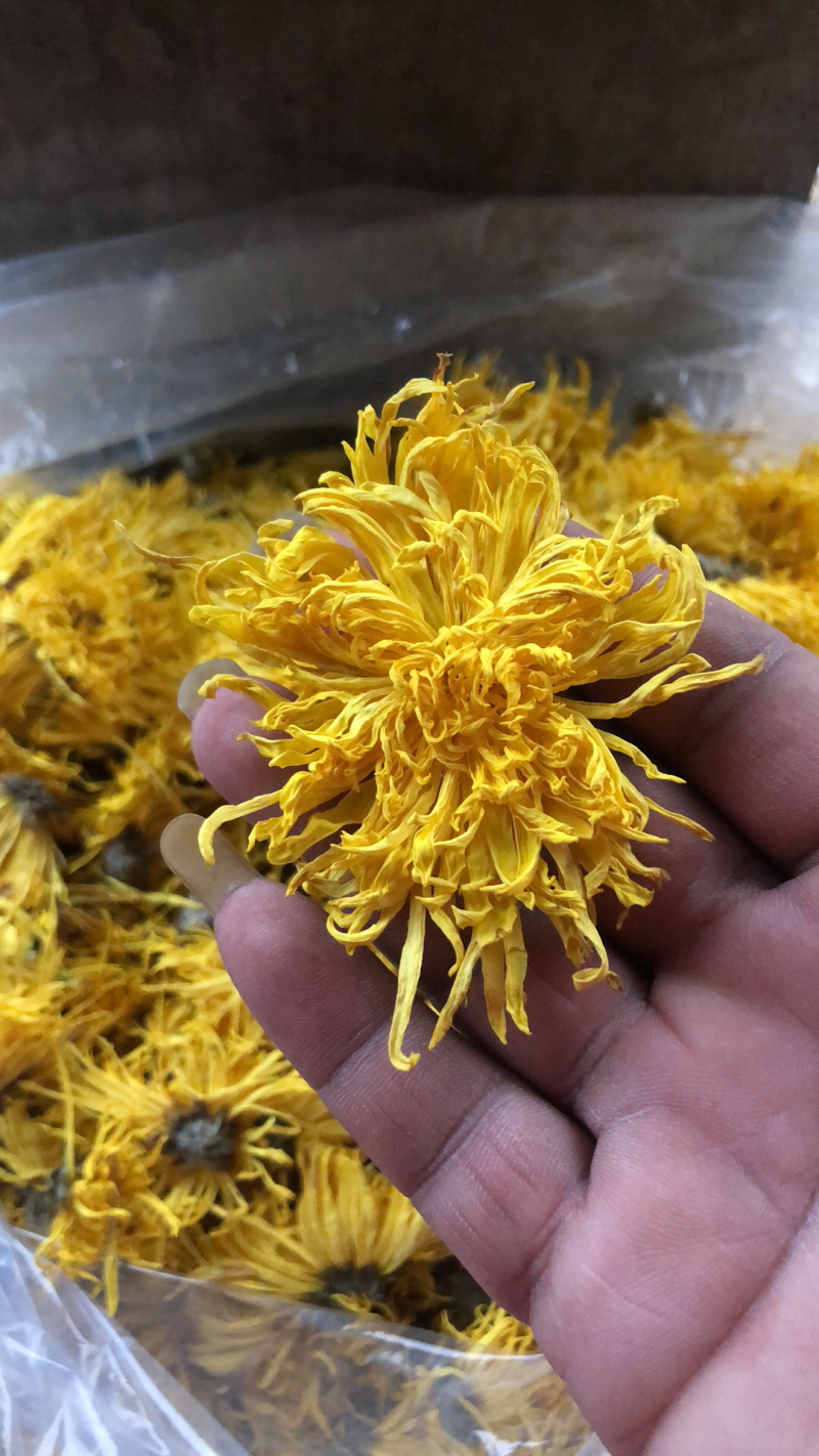 金丝黄菊，乒乓球菊，欢迎采购