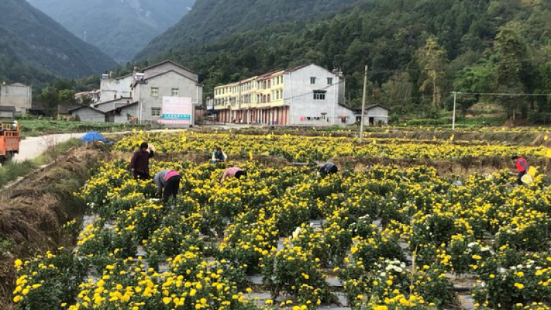 金丝黄菊，乒乓球菊，欢迎采购