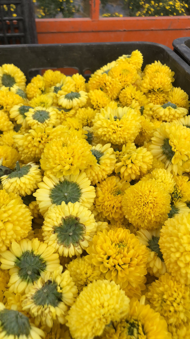 金丝黄菊，乒乓球菊，欢迎采购
