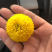 乒乓球菊