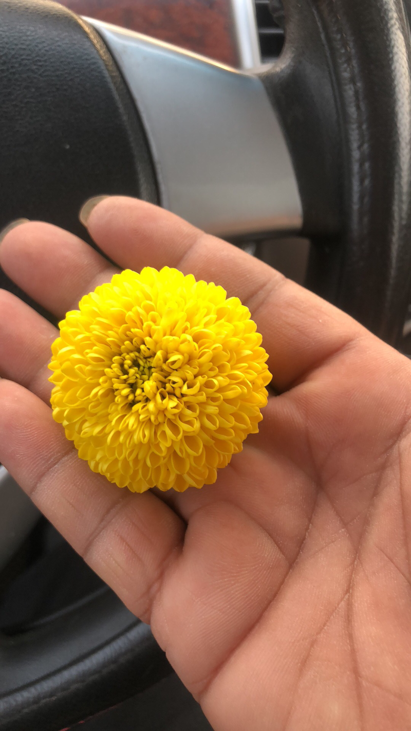 乒乓球菊
