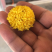 乒乓球菊