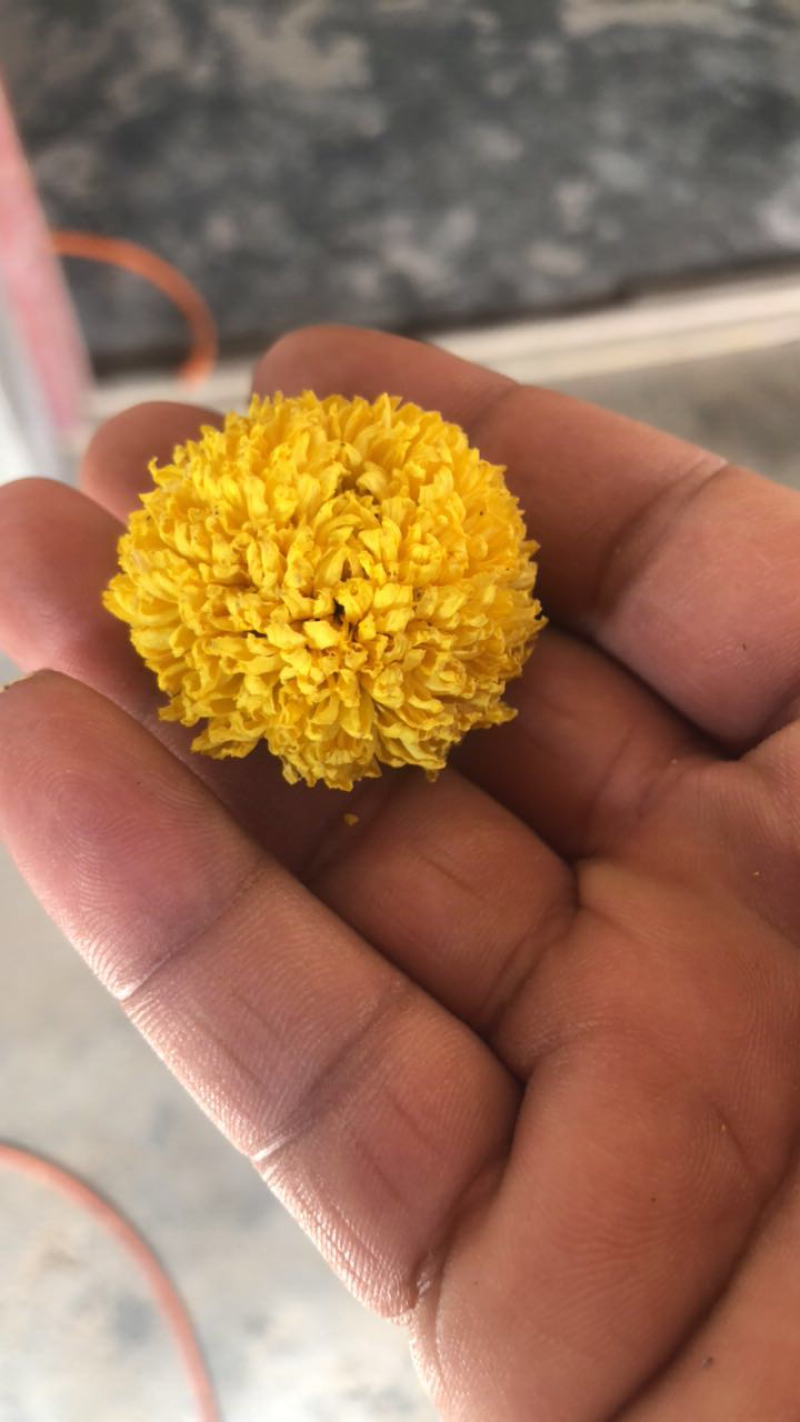 乒乓球菊