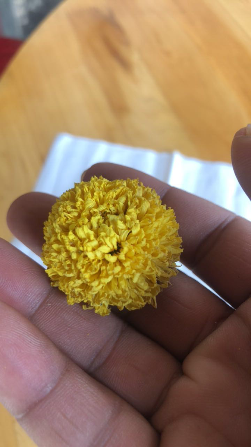 乒乓球菊