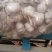 金乡大蒜5~5.5cm干蒜