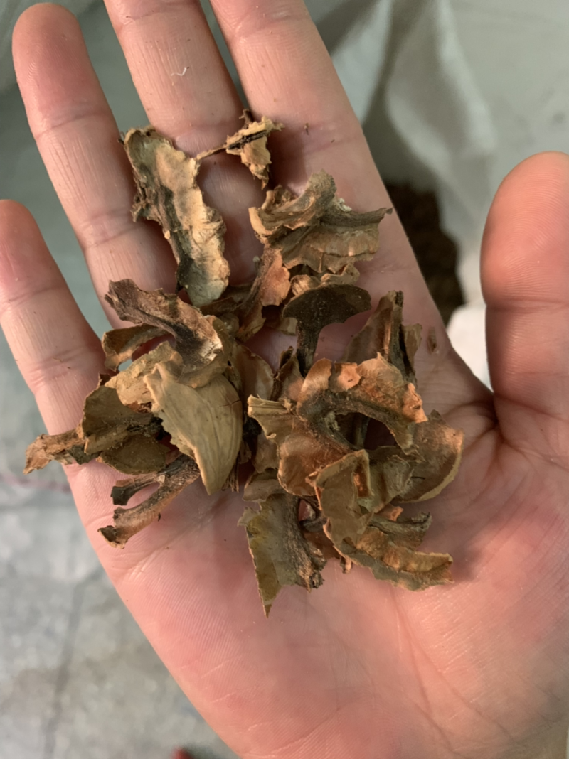 分心木