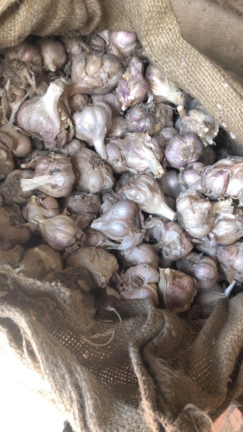 软叶蒜混级统货干蒜