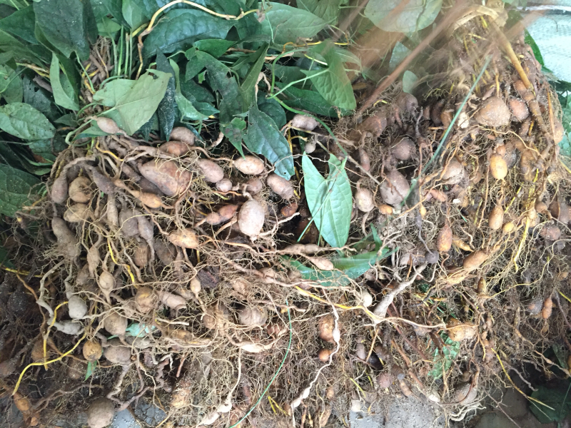 金果榄种苗