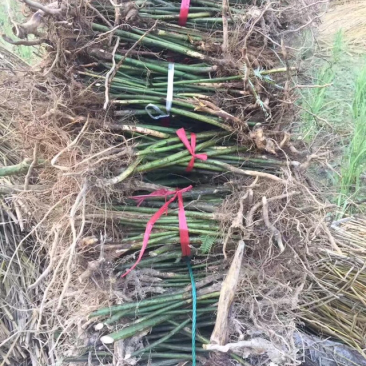 覆盆子苗华东掌叶覆盆子苗浙江产地直供正宗掌叶覆盆子苗
