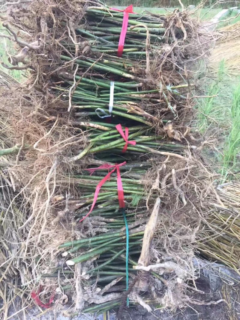 覆盆子苗华东掌叶覆盆子苗浙江产地直供正宗掌叶覆盆子苗