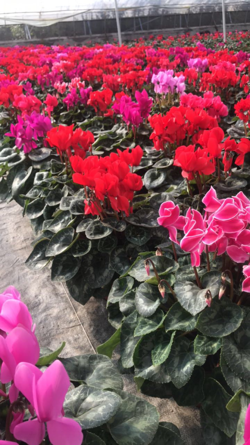 仙客来