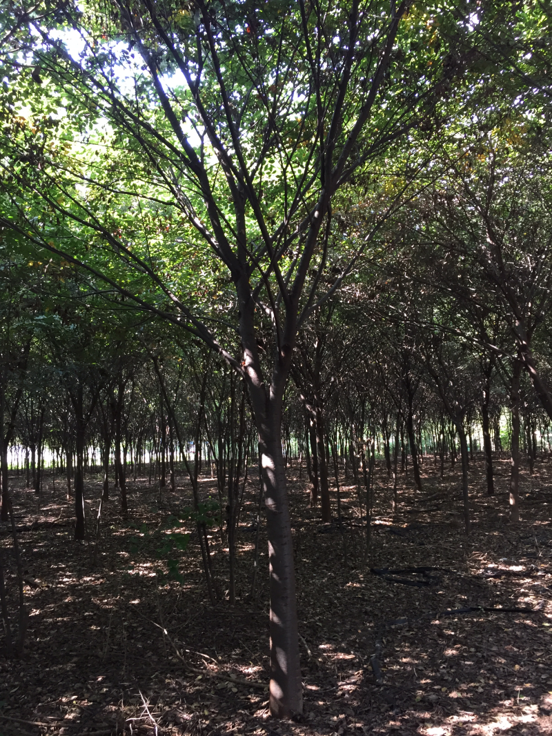 供应绿化苗木，榉树，榉树苗木，榉树苗圃，各种榉树规格