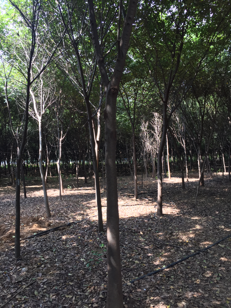 供应绿化苗木，榉树，榉树苗木，榉树苗圃，各种榉树规格