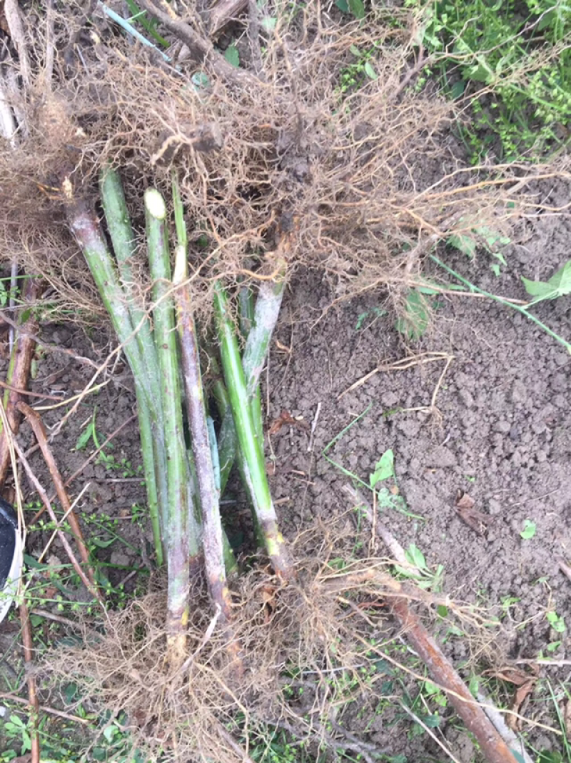 覆盆子苗华东掌叶覆盆子苗浙江产地直供正宗掌叶覆盆子苗