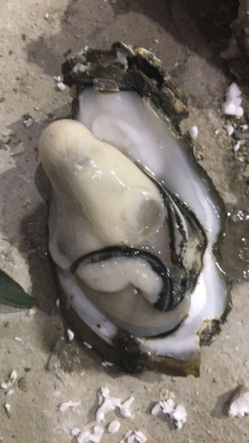 中蚝