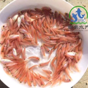 星洲红罗非鱼苗供应