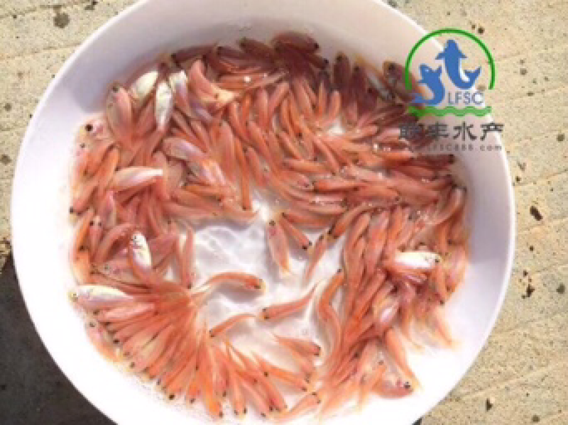 星洲红罗非鱼苗供应