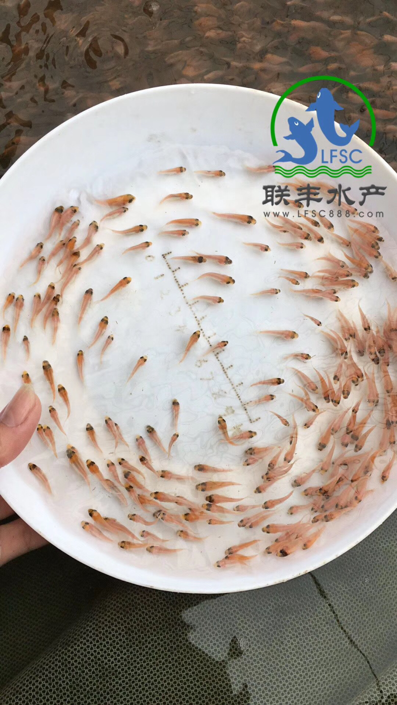 星洲红罗非鱼苗供应