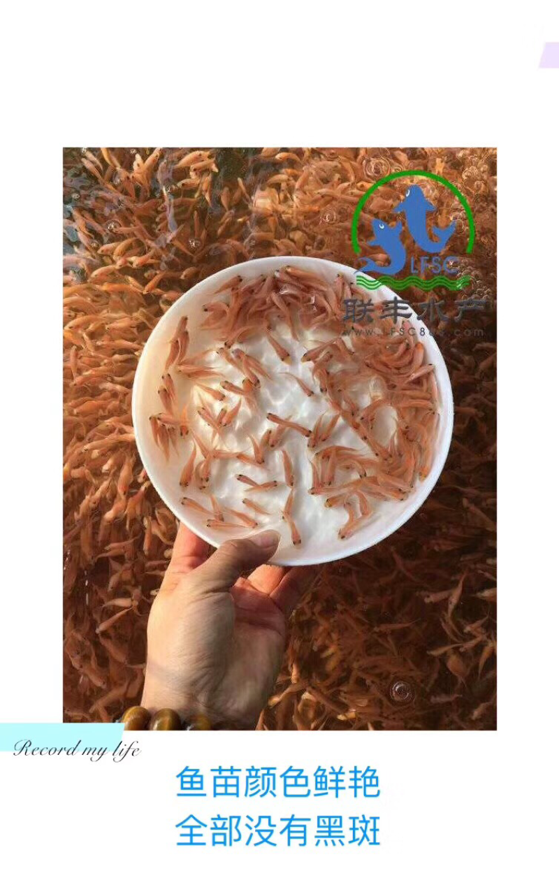 星洲红罗非鱼苗供应