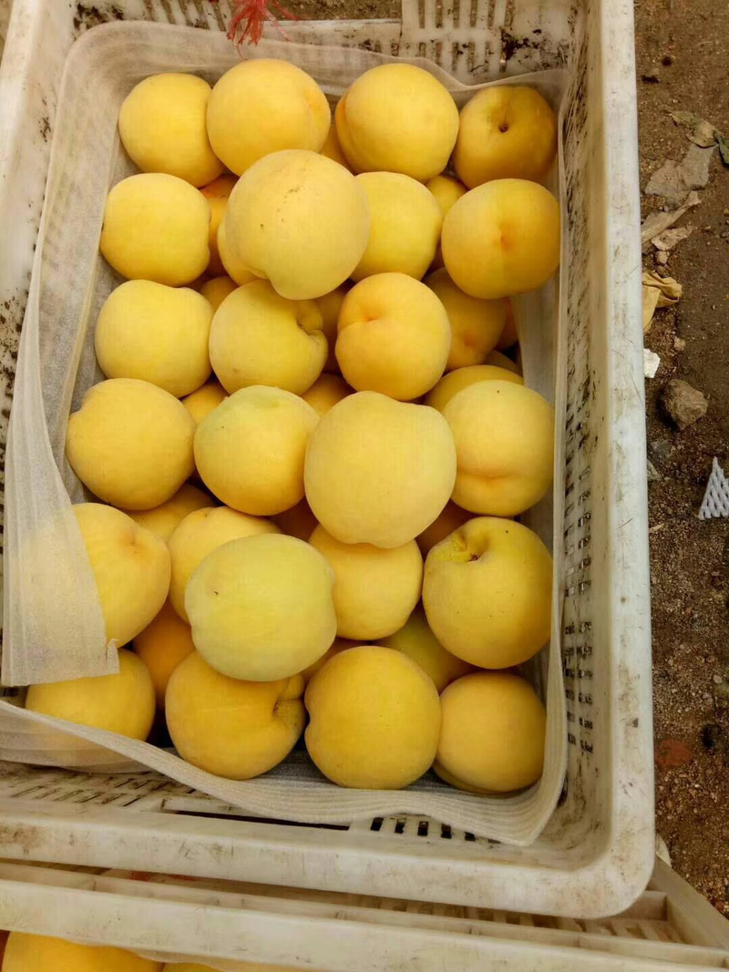黄桃树苗80cm以上占地黄桃苗不分品种